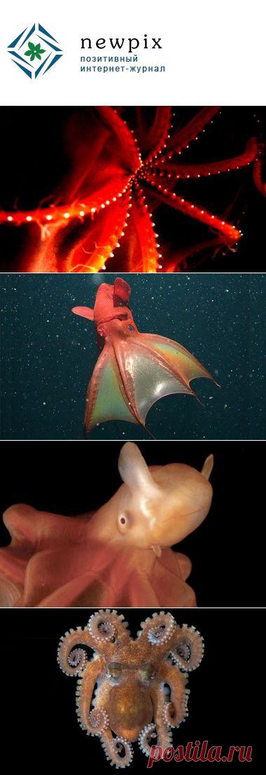 10 самых странных морских моллюсков | Newpix.ru - позитивный интернет-журнал