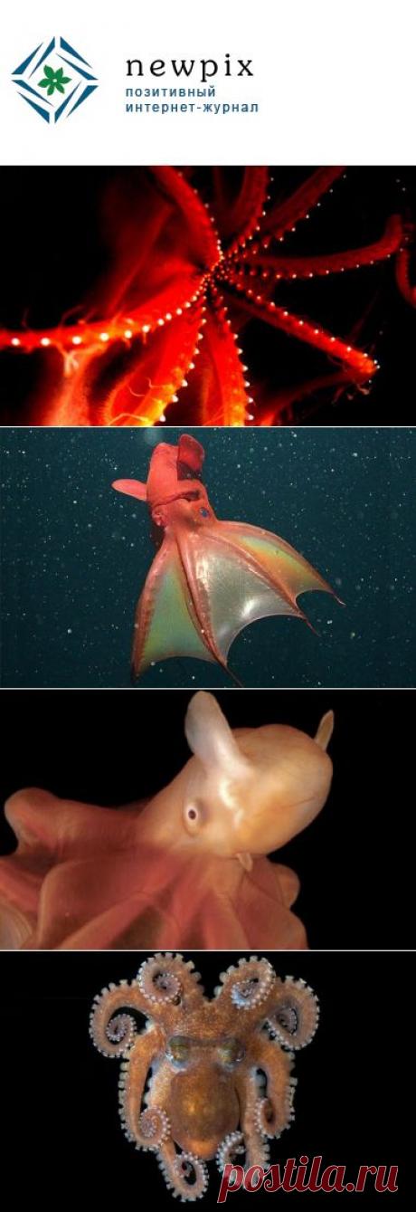 10 самых странных морских моллюсков | Newpix.ru - позитивный интернет-журнал