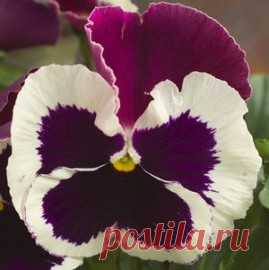 Купить семена Виола крупноцветковая Динамит Парпл Роуз энд Вайт (100 шт). Семена почтой и курьером.