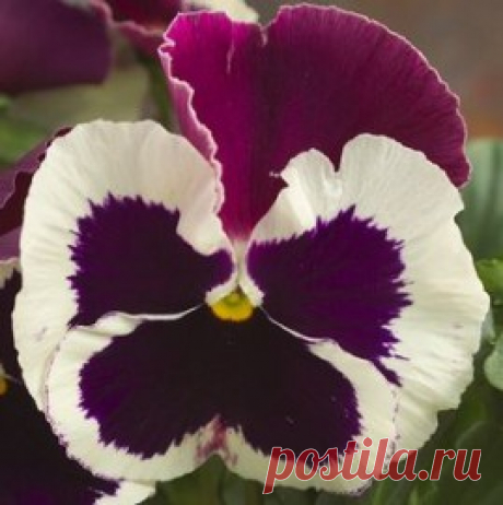 Купить семена Виола крупноцветковая Динамит Парпл Роуз энд Вайт (100 шт). Семена почтой и курьером.