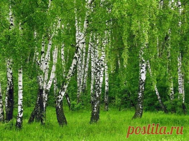 Магия деревьев