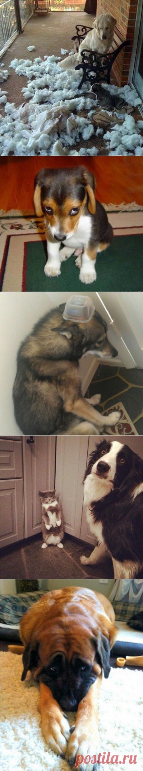 Собаки на месте преступления