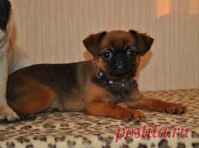 Питомник собак "Verhosan" - Щенки на продажу