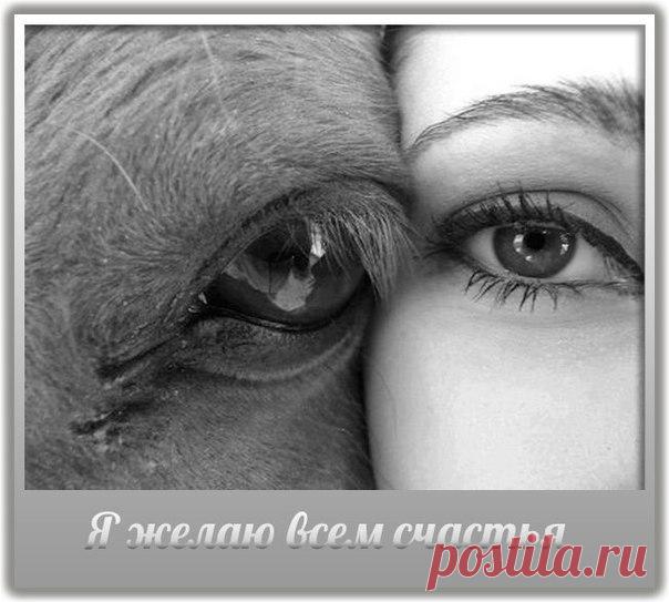 Торсунов | Хакимов | Нарушевич | Гадецкий Рузов