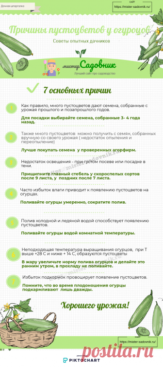 Пустоцветы у огурцов - основные причины появления