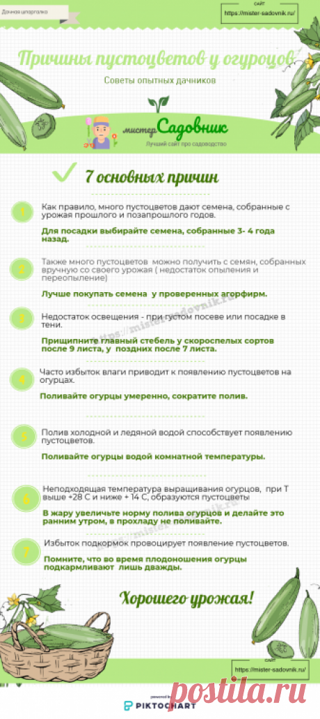 Пустоцветы у огурцов - основные причины появления