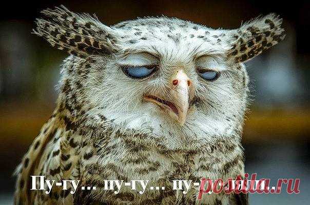 Юмор на каждый день