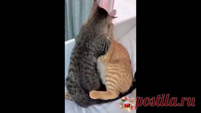 Подборка котиков  Ну такие сладкие парочки!