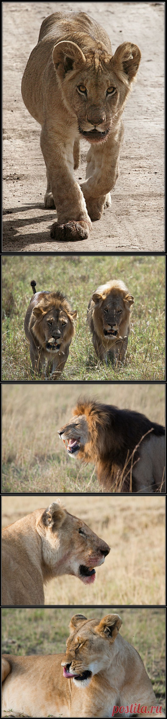 35PHOTO - Таймас - Портреты очень уважаемых обитателей саваны.