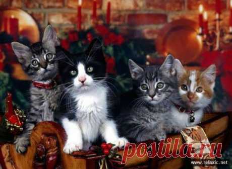 Забавные зверюшки (112 фото) | Релаксик