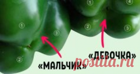 Покупай болгарский перец по этому признаку — и не прогадаешь! Совершенно разный вкус. — Копилочка полезных советов