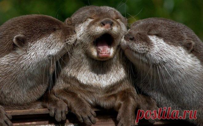 Маленькие симпатичные выдры
