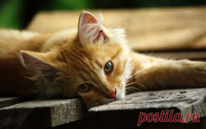 рыжий котенок 100087 Котик рыжий лежит доски помост морда глаза зеленые взгляд