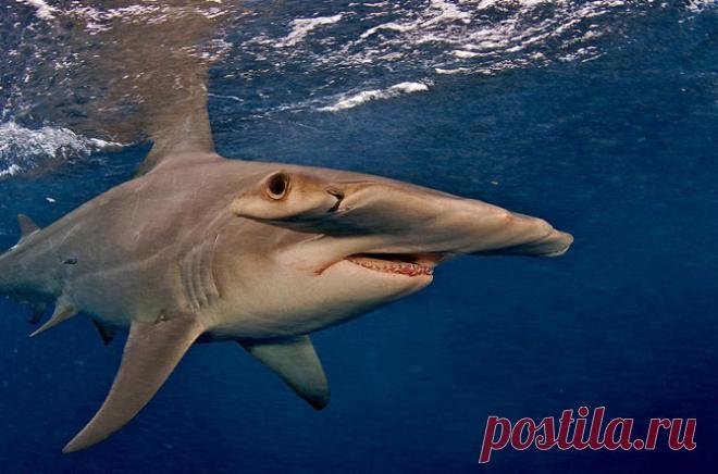 Подводный мир Брайана Скерри