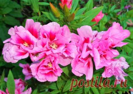 Красивые и неприхотливые годеции)))💗🌸💞