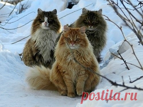 Серьезные 