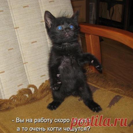 Новый выпуск с котиками - 27 января - страница 14