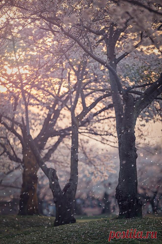 Misaki S  Tree & Path