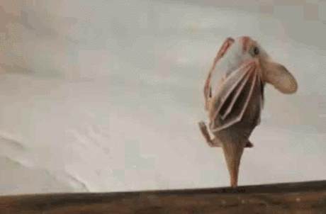 Fabulous Diva GIF - Find & Share on GIPHY Discover & share this My Body Is Ready GIF with everyone you know. GIPHY is how you search, share, discover, and create GIFs.