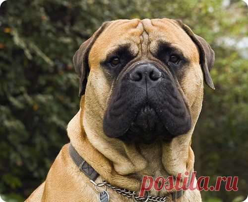 Мастифы — гордые и спокойные великаны