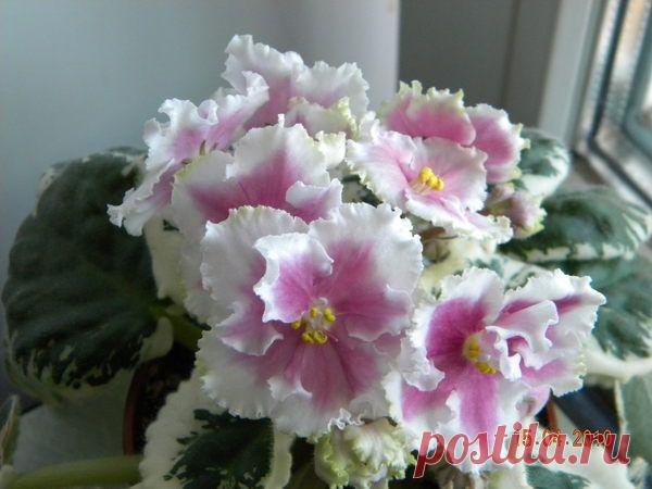 Buckeye Icebreaker (P.Hancock)