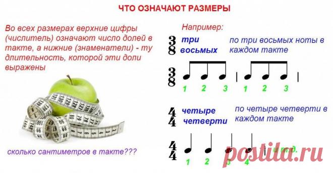 Длительности нот в картинках для детей (43 фото) ⭐ Забавник