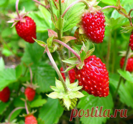 Купить семена Земляника "Аэлита" Александрина 0,05г в интернет-магазине "7 семян"