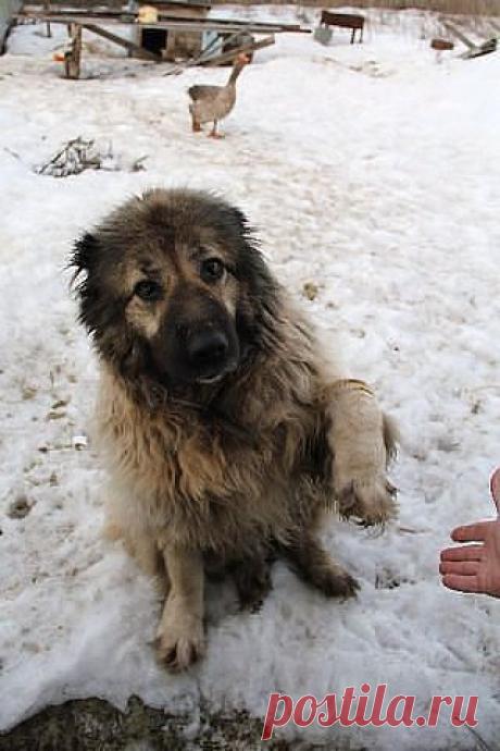 ДРУЗЬЯ ПО НЕСЧАСТЬЮ... | МАЛЕНЬКАЯ СТРАНА МС