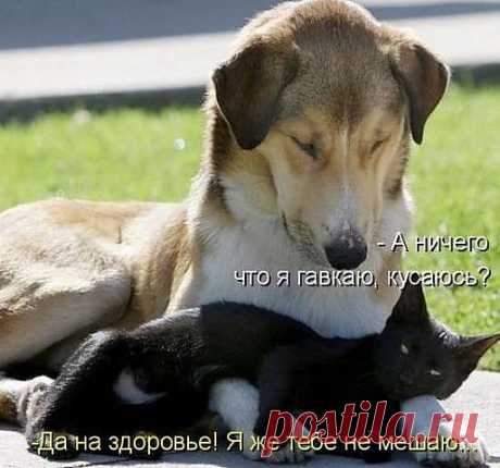 ВОТ СУКА ЛЕЦЕМЕРКА КОШАЧЬЯ!