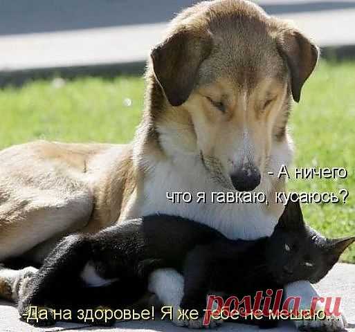 ВОТ СУКА ЛЕЦЕМЕРКА КОШАЧЬЯ!