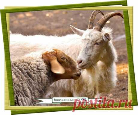 Ոչխարներն ու այծերը 
Հոտը գնում էր արածելու։ Ոչխարները քայլելիս շարժում էին դմակները։ Այծերն սկսում են նախատել նրանց․ «Ինչու՞ մեզ նման համեստորեն չեք քայլում»։
ՀԱՆՐԱԳԻՏԱԿ