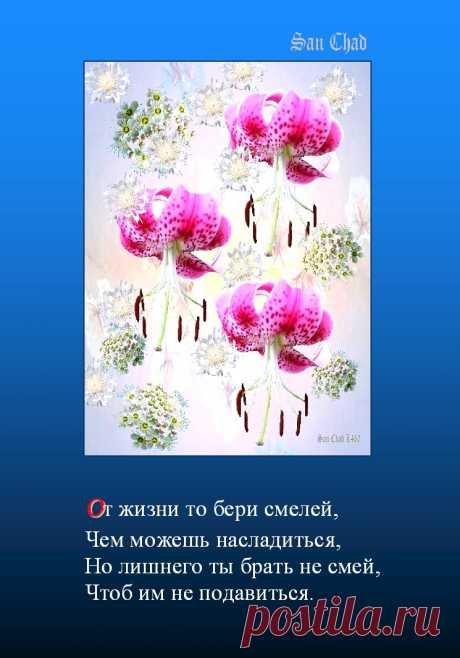 САН ЧАД * ИЗБРАННЫЕ СОФИТЫ – 96 фотографий