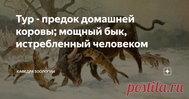 Тур - предок домашней коровы; мощный бык, истребленный человеком Познакомьтесь с предком многих пород крупного рогатого скота, который был полностью истреблен к началу 17 века.