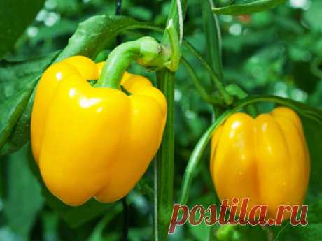 Когда сеять перец на рассаду в 2016 году?