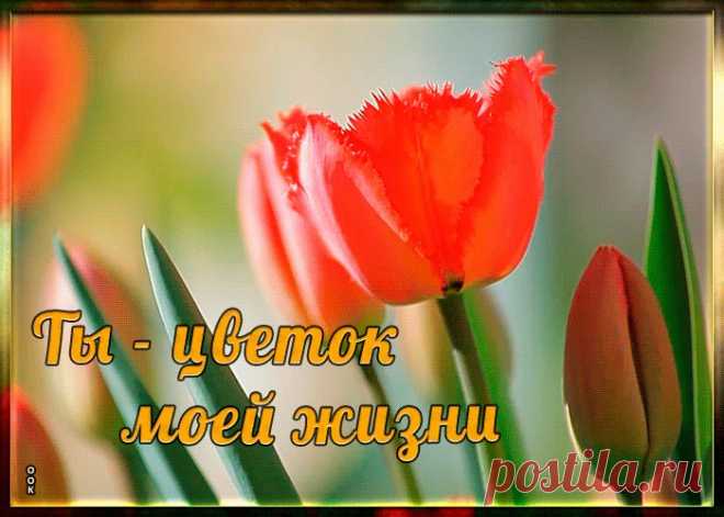 Милая картинка с тюльпанами