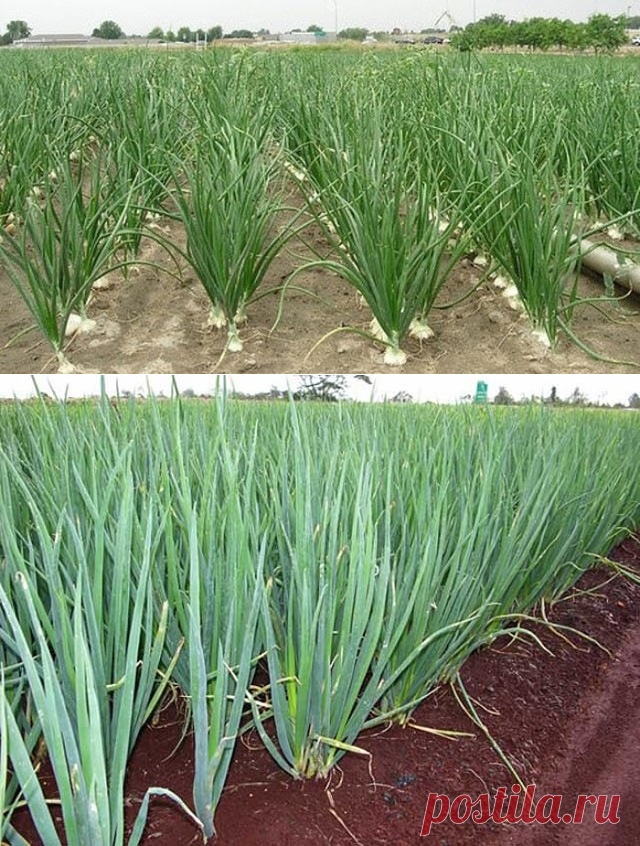 (2) Одноклассники