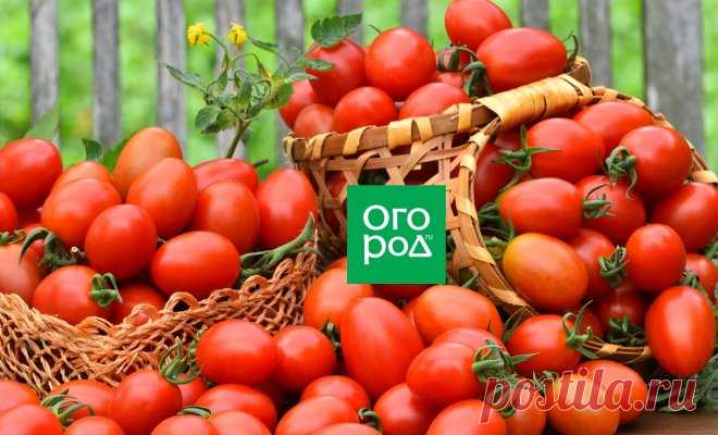 Томаты без ухода – миф или реальность? | На грядке (Огород.ru)