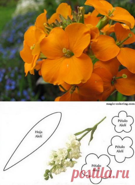 Шаблоны цветов: Желтушник черри