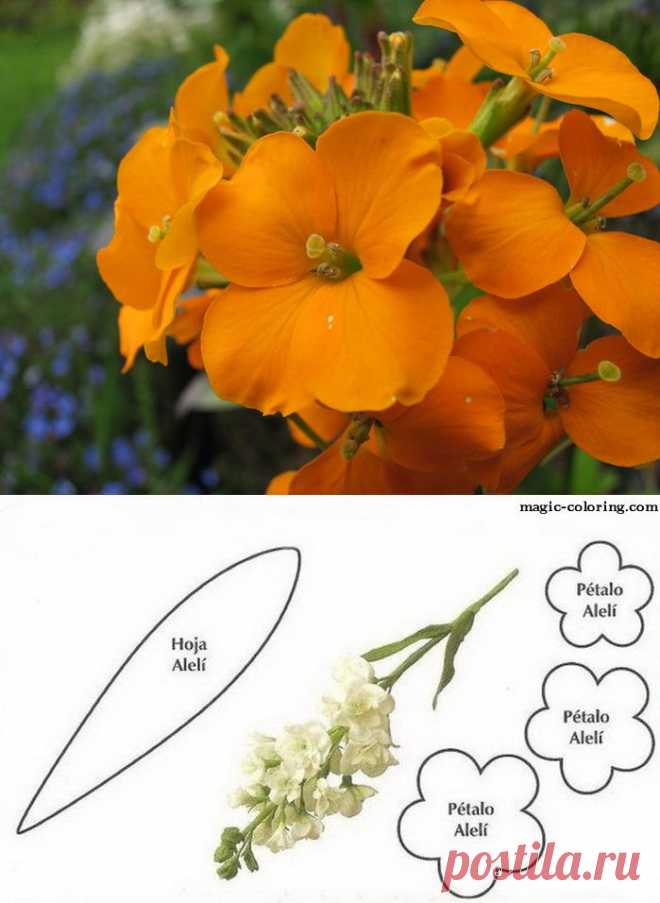 Шаблоны цветов:  Желтушник черри