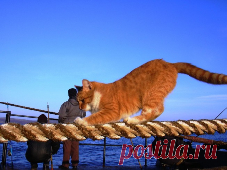 Корабельный кот Фрол