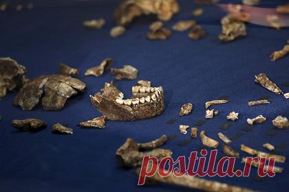 В ЮАР обнаружили загадочный череп предка человека. Международной команде антропологов удалось обнаружить в пещерной системе Восходящая Звезда в ЮАР первый известный череп ребенка Homo naledi — одного из древних видов Homo, родственного современному человеку. Сам череп состоит из 28 фрагментов и шести зубов, ему около 250 тысяч лет.