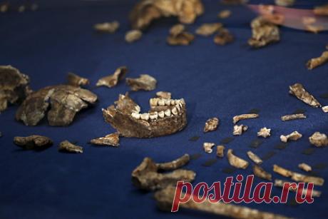 В ЮАР обнаружили загадочный череп предка человека. Международной команде антропологов удалось обнаружить в пещерной системе Восходящая Звезда в ЮАР первый известный череп ребенка Homo naledi — одного из древних видов Homo, родственного современному человеку. Сам череп состоит из 28 фрагментов и шести зубов, ему около 250 тысяч лет.