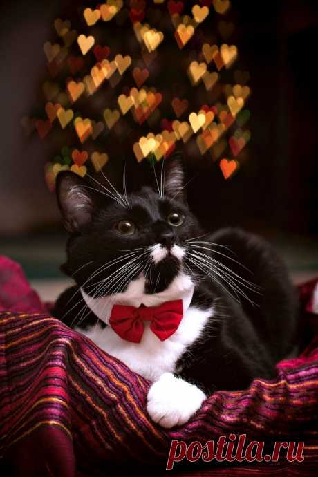 500px / Cat Christmas by Ian Kreidich