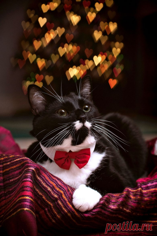 500px / Cat Christmas by Ian Kreidich