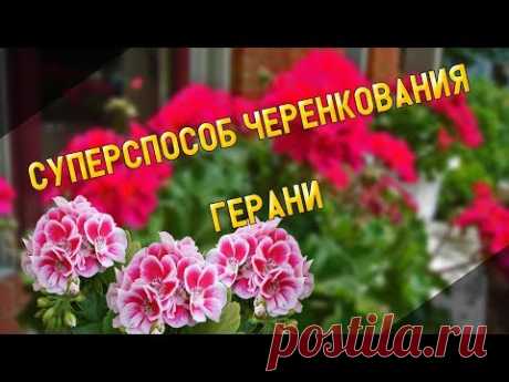СУПЕРСПОСОБ ЧЕРЕНКОВАНИЯ ГЕРАНИ 2018