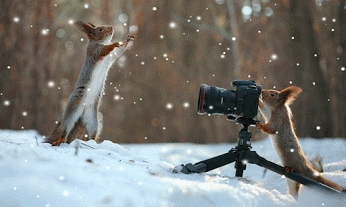 Живые фотографии – Сообщество – Google+