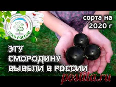 Новые урожайные сорта смородины. Какие сорта смородины выбрать в 2020 году.