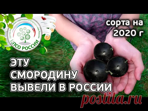 Новые урожайные сорта смородины. Какие сорта смородины выбрать в 2020 году.
