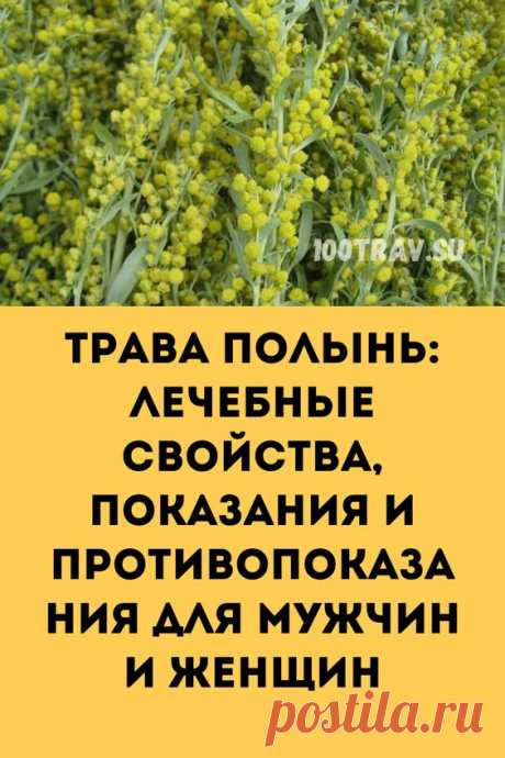Полынь неплохо справляется с паразитическими организмами: гельминтами, принадлежащими к виду круглых и ленточных червей, грибками, вирусами и простейшими. По этой причине полынь назначают при глистных инвазиях, лямблиозе, кандидозе, эхинококкозе и прочих, весьма неприятных заболеваниях. В данном случае наиболее эффективно &quot;работает&quot; порошок из высушенной травы.