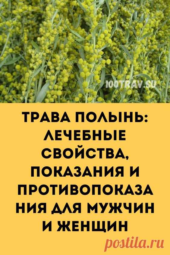 Полынь неплохо справляется с паразитическими организмами: гельминтами, принадлежащими к виду круглых и ленточных червей, грибками, вирусами и простейшими. По этой причине полынь назначают при глистных инвазиях, лямблиозе, кандидозе, эхинококкозе и прочих, весьма неприятных заболеваниях. В данном случае наиболее эффективно "работает" порошок из высушенной травы.